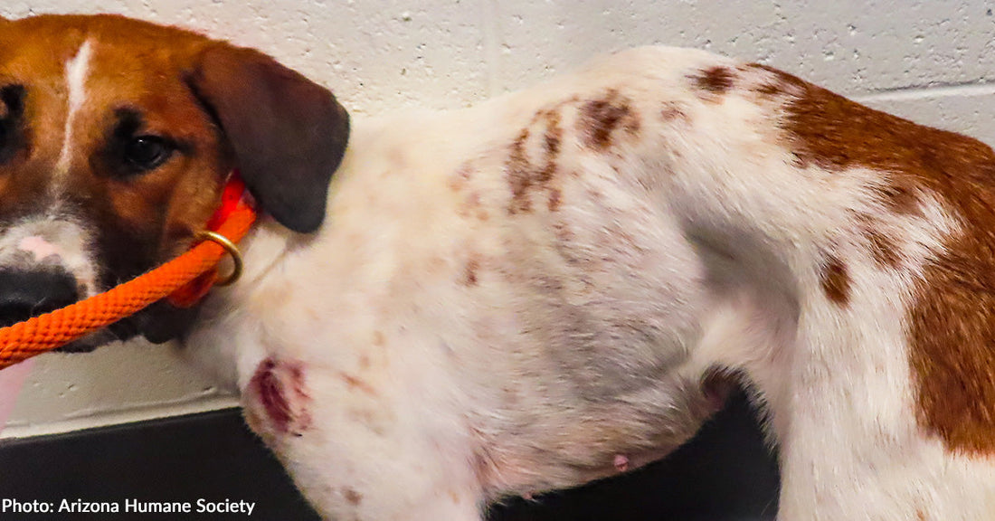Brown and white dog with wound on shoulder looking sad.