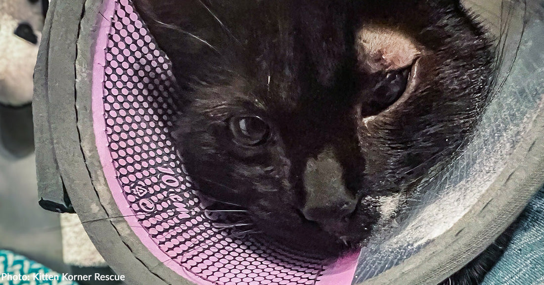 black cat with injured eye with purple cone on