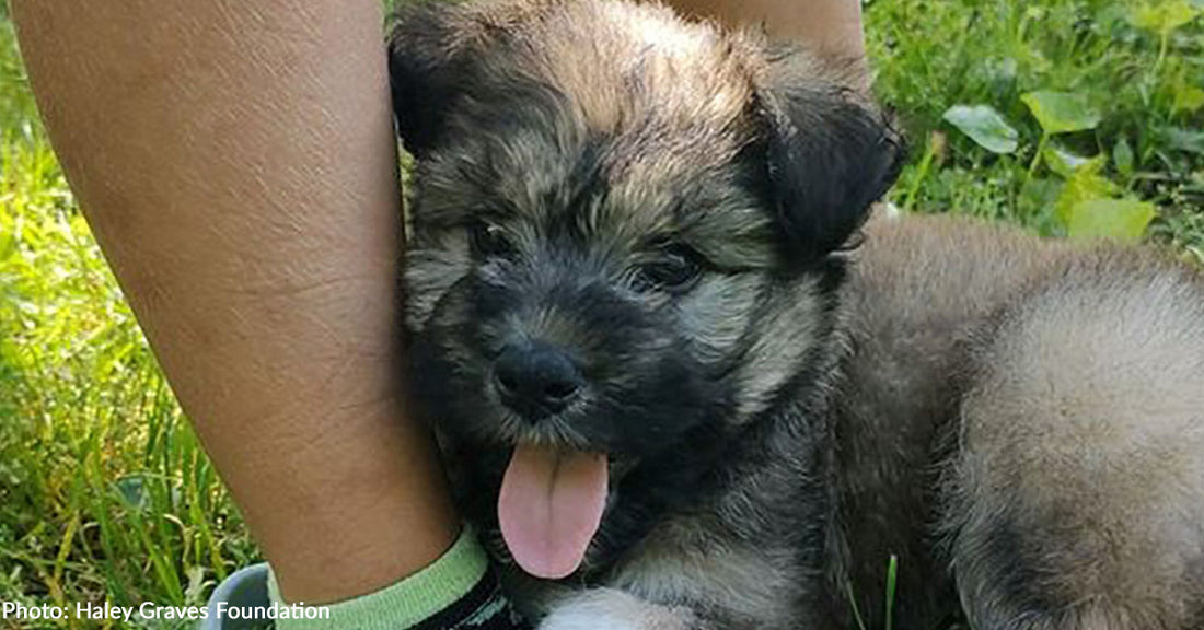 Injured Puppy Found At Construction Site Needs Your Help To Walk Without Pain