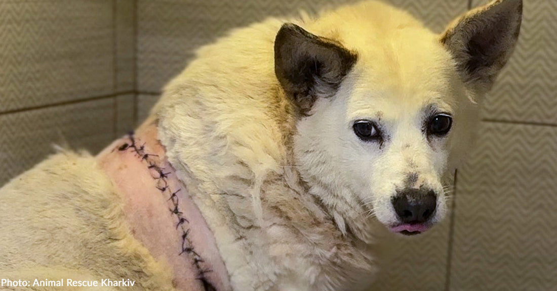 white dog with stitches across her back inside kennel