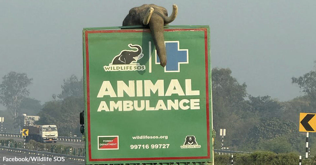 Elephant perched on top of a green roadside “Animal Ambulance” sign along a highway.