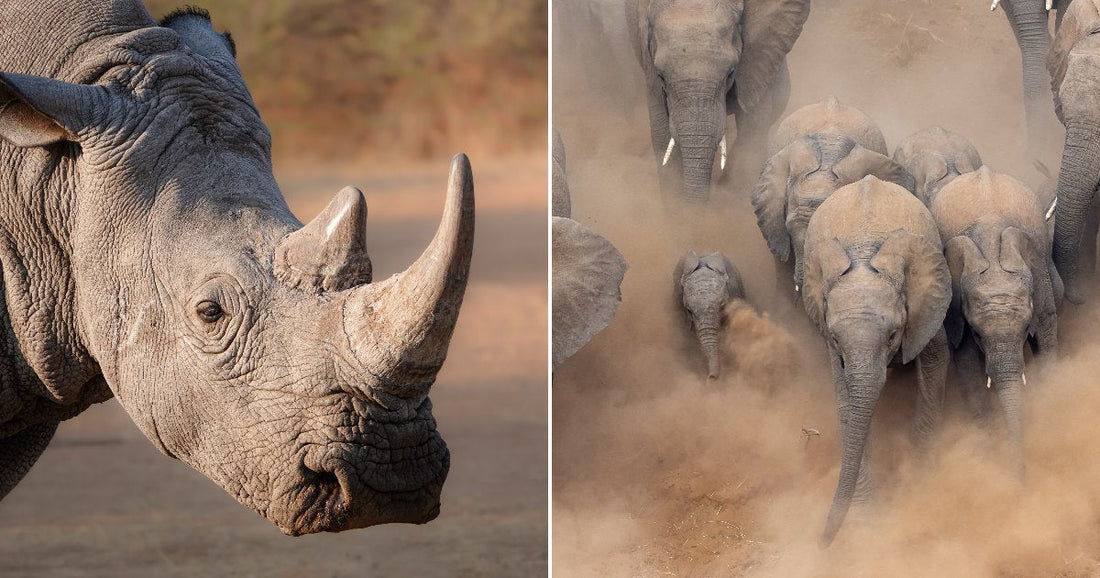 On the left, a white rhinoceros stands in a dry, dusty landscape; on the right, a herd of African elephants, including a calf, stampedes through billowing dust clouds.