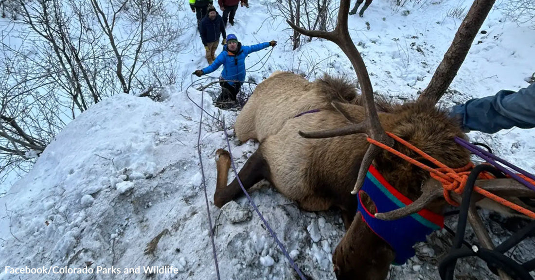 Rescuers using ropes to assist a large elk lying on a snowy hillside during a wildlife rescue operation.