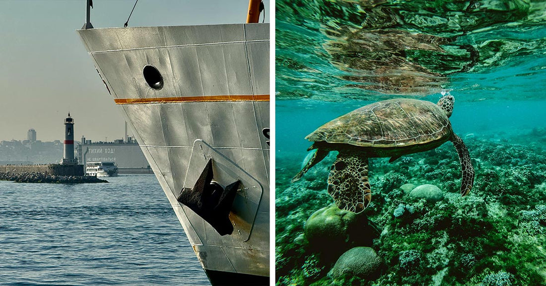 Engineer Risks Career to Save Whales from Devastating Port Project