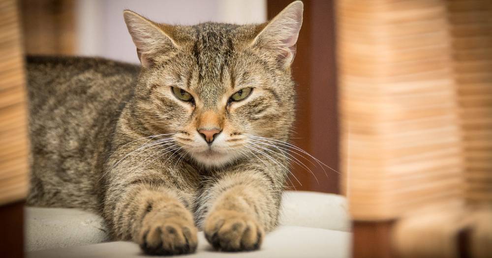Stray Cat Follows Man Home in Saudi Arabia and Finds a Family Forever