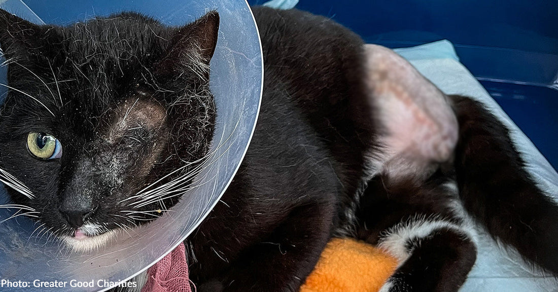 black and white cat missing one eye and one leg resting inside pet carrier