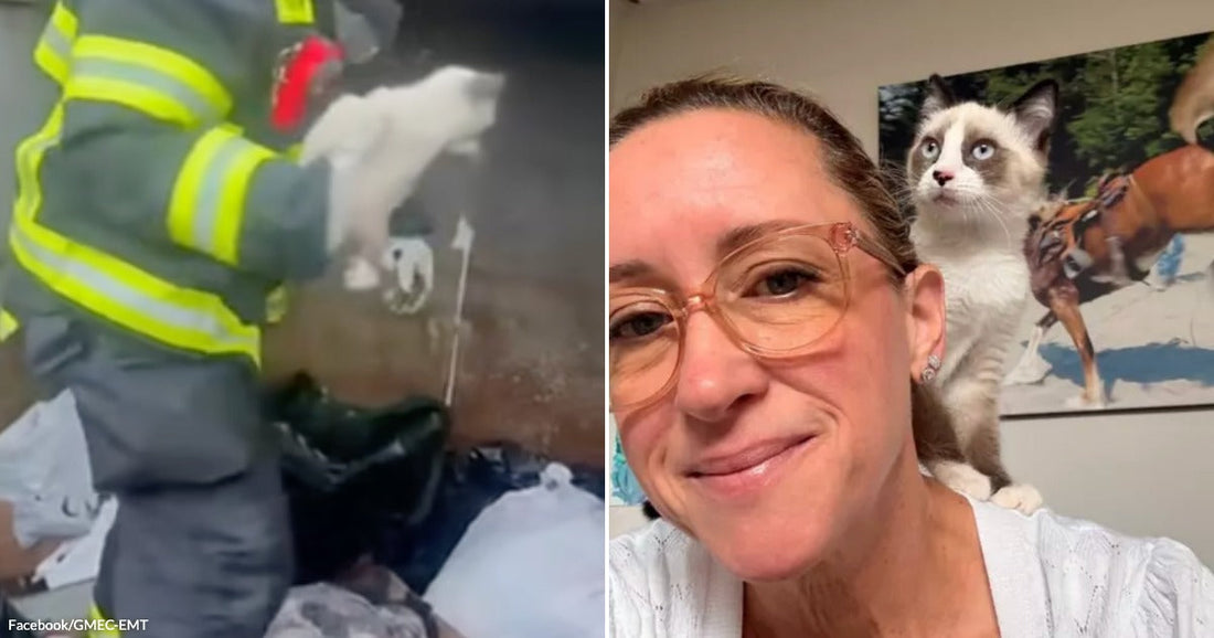 On the left, a firefighter rescues a small white cat from debris; on the right, a woman with glasses smiles as a Siamese kitten perches on her shoulder.