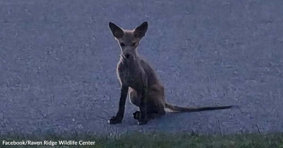 Young fox sitting on a paved driveway looking toward the camera at dusk.