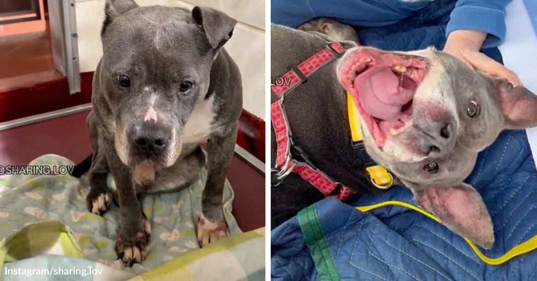 Split image of a gray-and-white pit bull puppy sitting quietly on a blanket in a vehicle or shelter, then lying on its back with mouth open in a big playful grin while being cuddled.