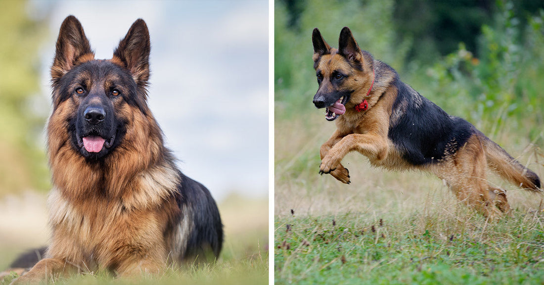 Side-by-side photos of a long-haired German shepherd, one lying in grass and one mid-jump in a field.