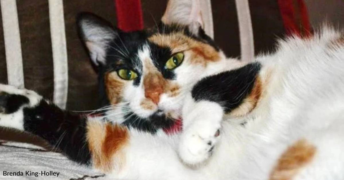 Cat Rescued the Day She Was Scheduled to Be Put Down