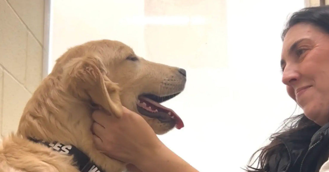 Close-up of a woman gently holding a golden retriever’s face as they look at each other, the dog panting with its tongue out.