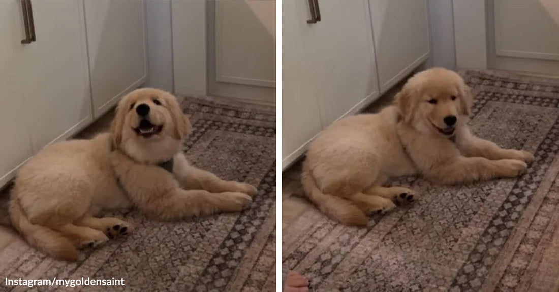 Split image of a fluffy cream-colored puppy lying on a patterned kitchen rug, looking up with a happy expression.