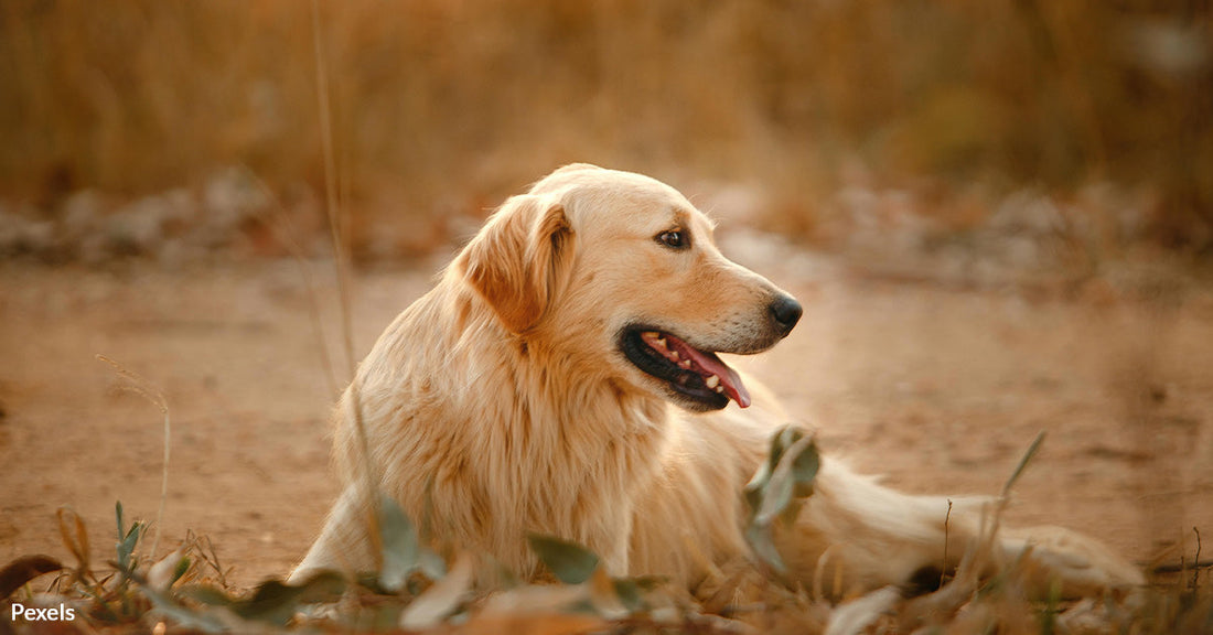 FedEx Driver Comes To The Aid Of Golden Retriever Battling Giant Stick in Heartwarming Rescue