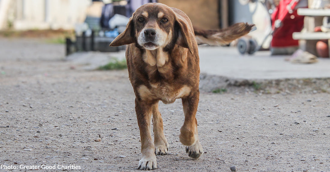 Hundreds of Cats & Dogs at Refugee Camps Get Life-Saving Veterinary Care, Including Spay & Neuter