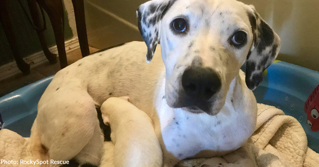 Feral Dog Survives Devastating Loss And Transforms Into Playful Pup