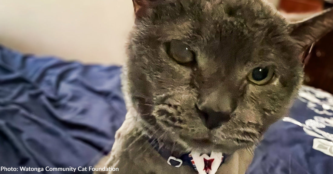 Senior Cat Rescued from the Streets During Winter Storm Finally Living His Best Life