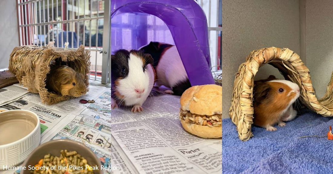 You Helped Provide Fun and Games to Shelter Guinea Pigs