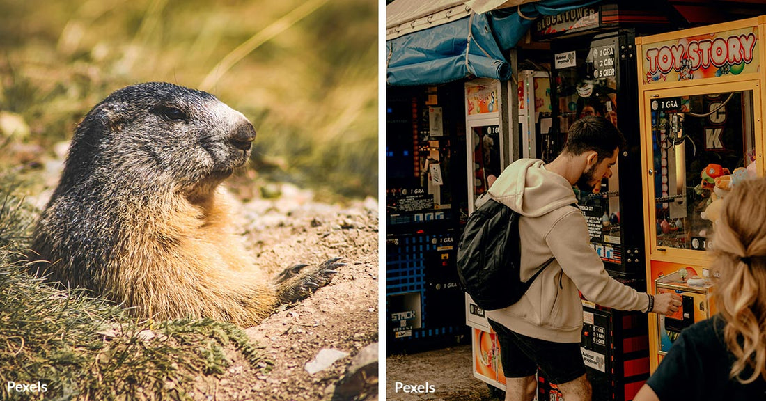 Pennsylvania Mini-Golf Course Stunned by Groundhog in Claw Machine