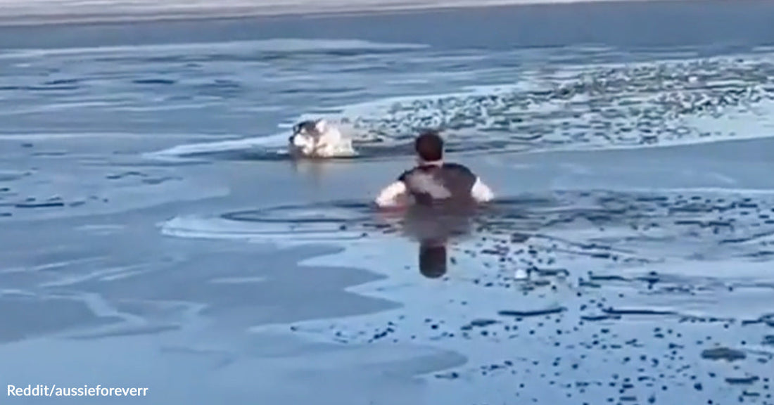 A person swims through broken ice toward an animal struggling in freezing water.