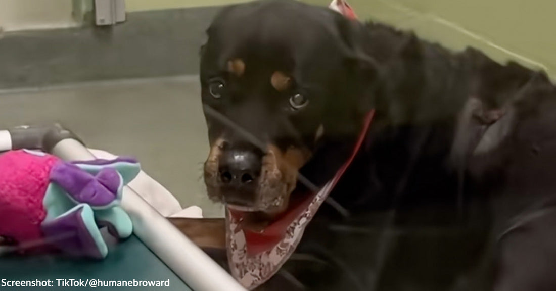 Rottweiler wearing a bandana, sitting in a kennel, looking curiously at the camera.