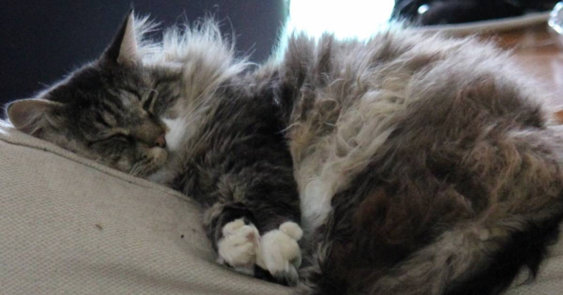 Cat Nicknamed 'His Royal Hairiness' Enjoys Arguing with the Neighbors