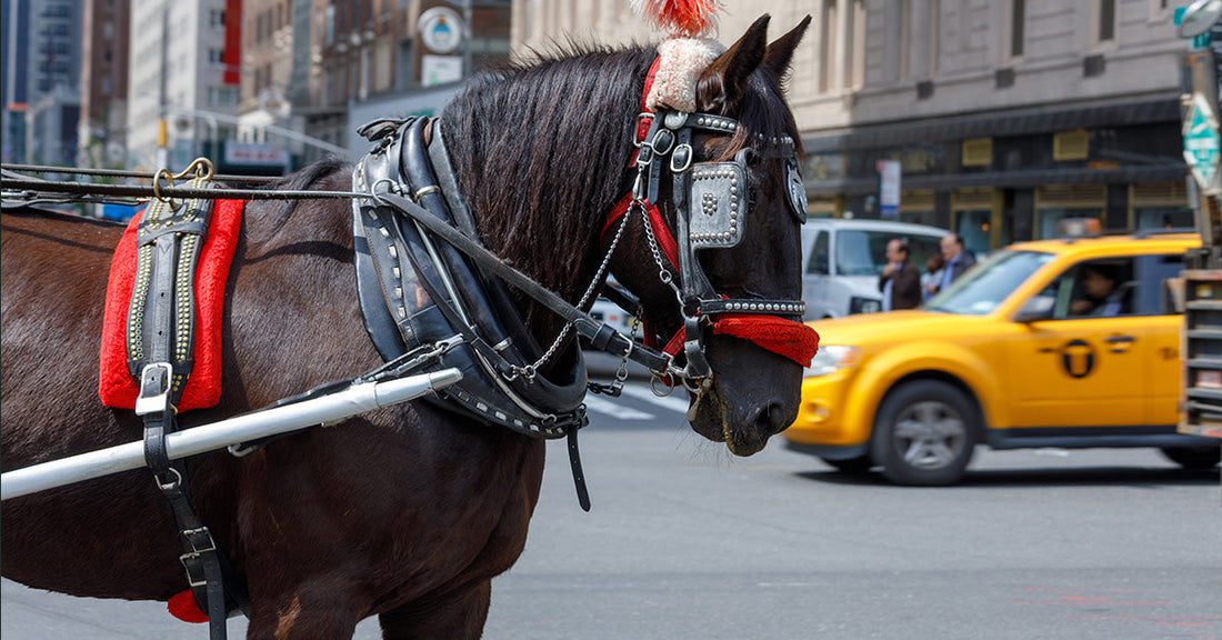 carriage horse in city with taxi in background