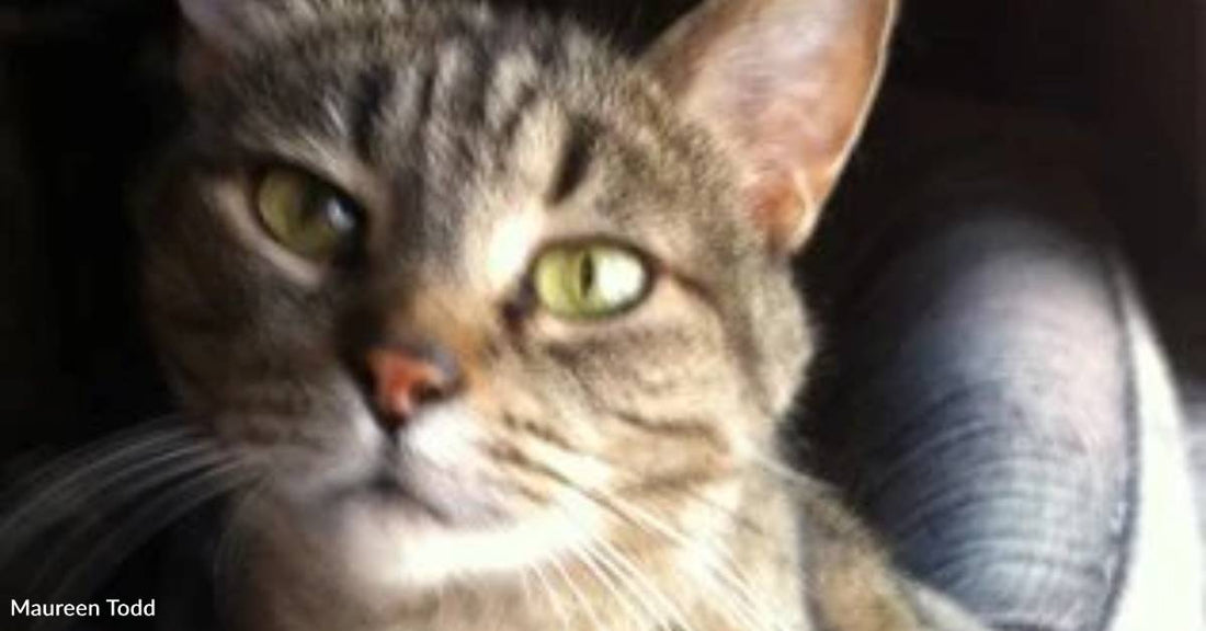 Landlord Says No More Pets, But Building Manager Secretly Saves Cat
