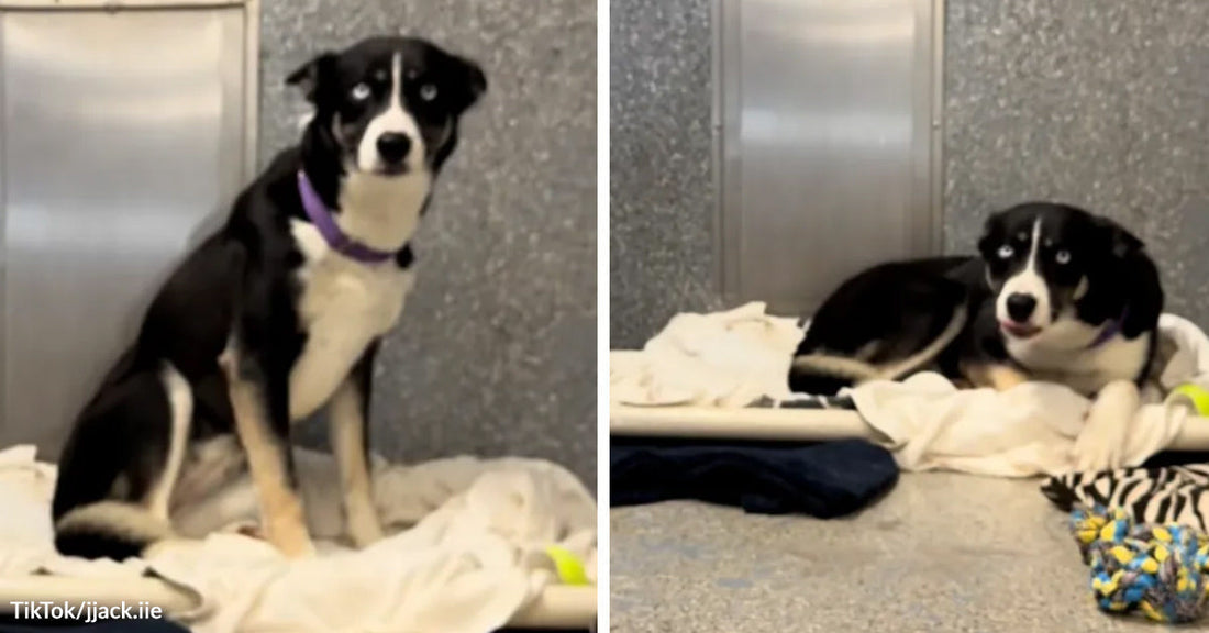 Black-and-white dog sitting on bedding in a kennel, with a second image of the dog lying down in the same enclosure.