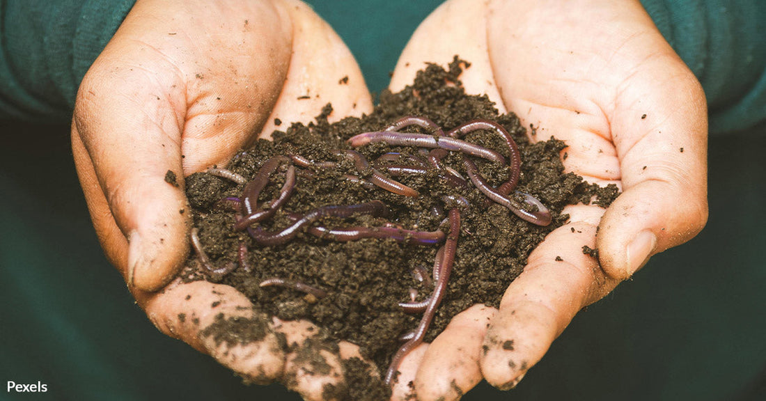 Women Battle Greed in India’s Wild Worm Wars
