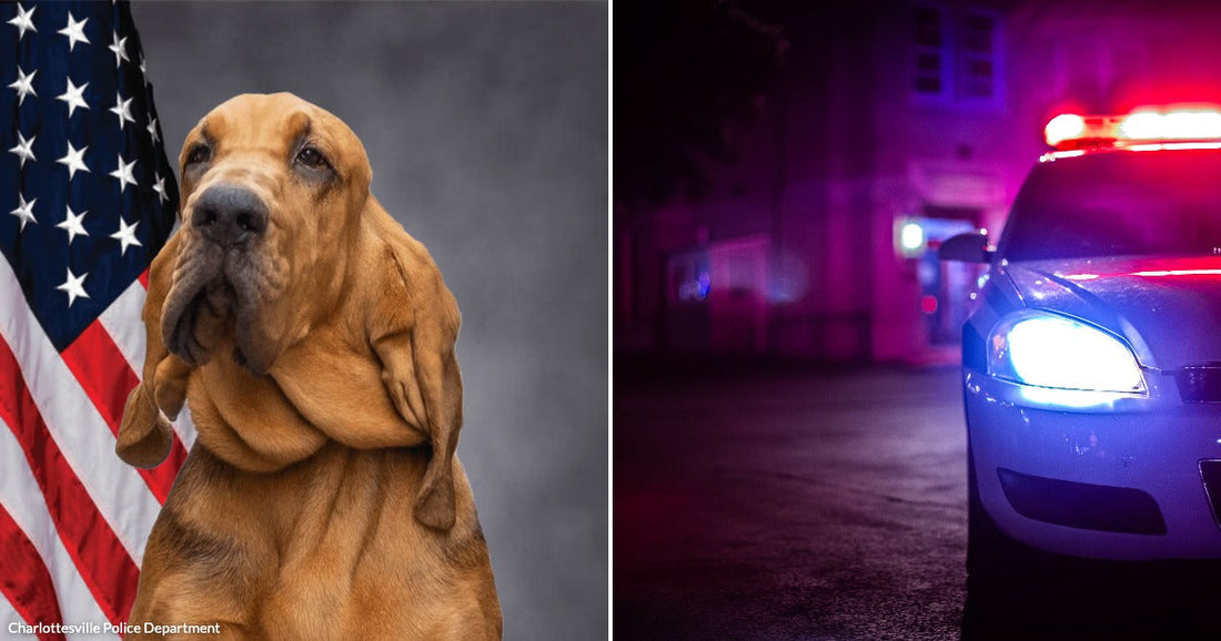 A Police Bloodhound Named Blue Joined the Force as a Puppy and Died In His Handler's Car