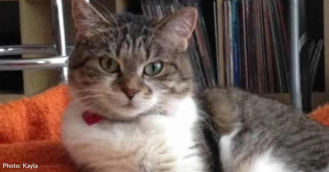 Skittish Cat Finds Safety After Being Rescued From Abusive Home