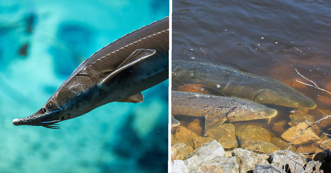 Split image showing a close-up lake sturgeon in blue water beside three sturgeon gathered near rocks in shallow shoreline water.