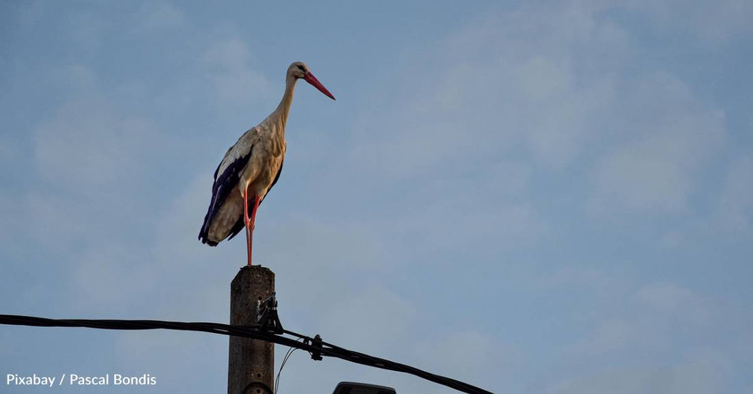 Light Pollution is Keeping Birds Up Longer, Study Finds