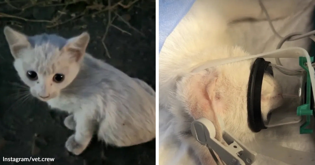 Tiny white kitten outdoors is paired with a veterinary scene showing the kitten under anesthesia with an oxygen mask and monitoring clip.