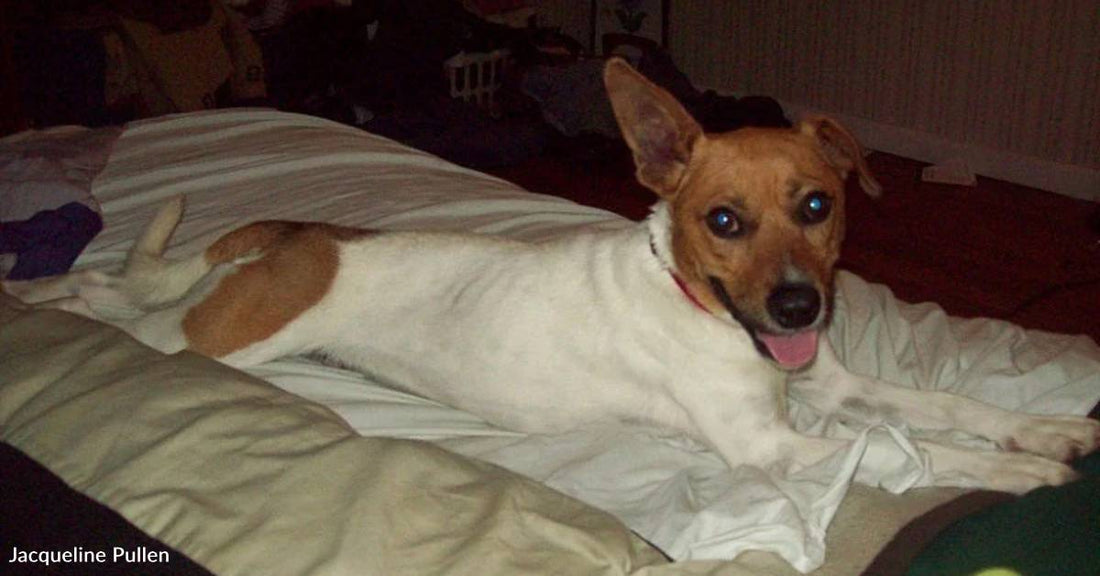 'His Time Was Up': Dog Finds Forever Home at the Last Minute