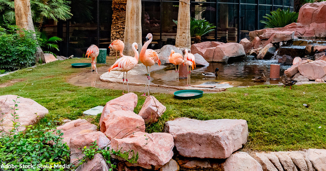Las Vegas Flamingo Peachy Injured, Man Convicted of Animal Cruelty