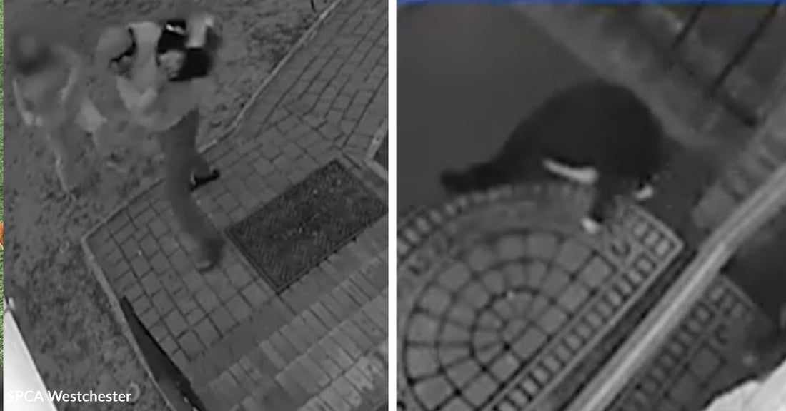 Split security footage showing a person holding a cat on a porch and a cat alone on a doorstep shortly after.