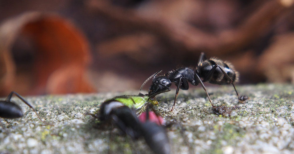 Meet The ManhattAnts: Unique Species Of Ant Found Only In New York City