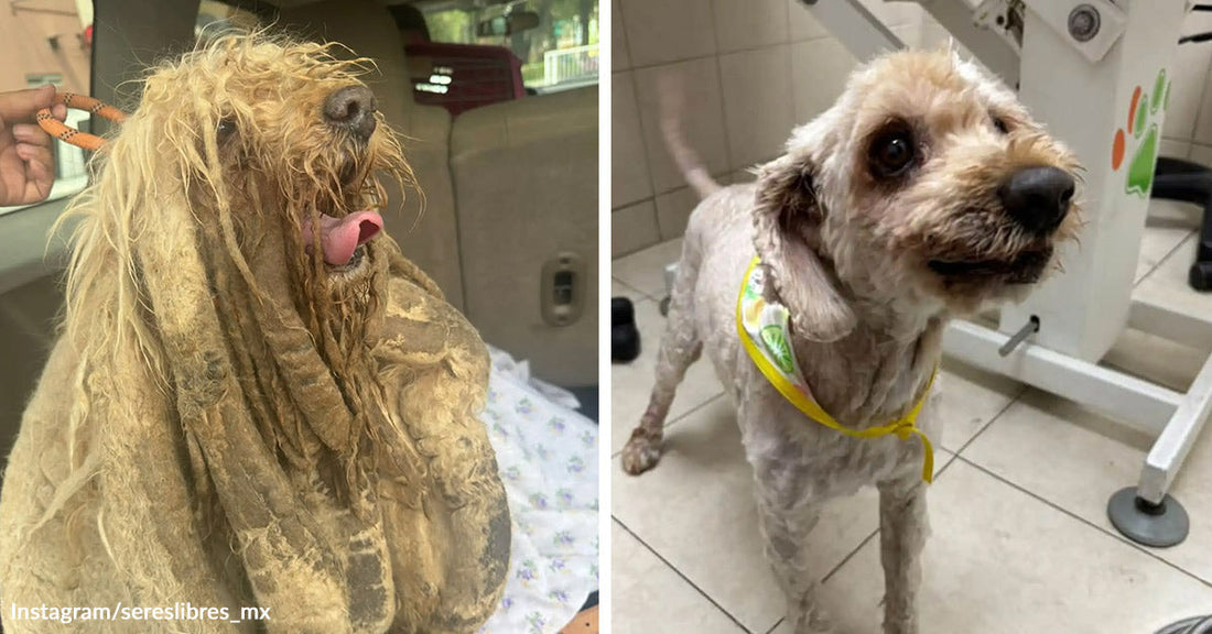 Split image showing a heavily matted dog in a vehicle before grooming on the left and the same dog freshly shaved and alert indoors on the right.