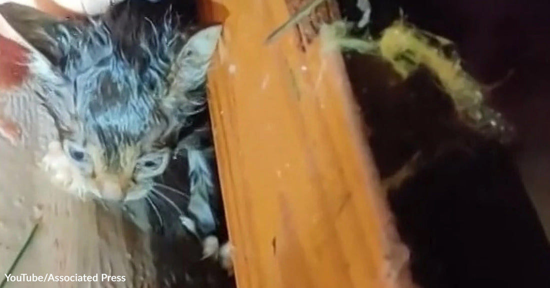 Wet kitten covered in debris peeks out from wooden rubble, suggesting a recent rescue situation.