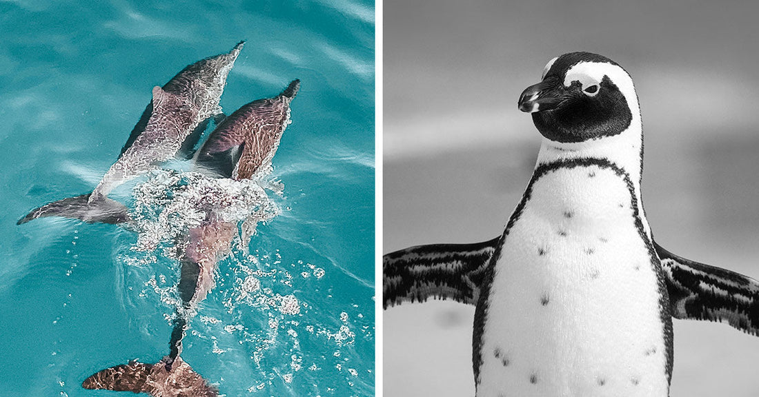 Side-by-side images showing three dolphins swimming together in clear blue water on the left, and a black-and-white penguin standing with its wings slightly spread on the right.
