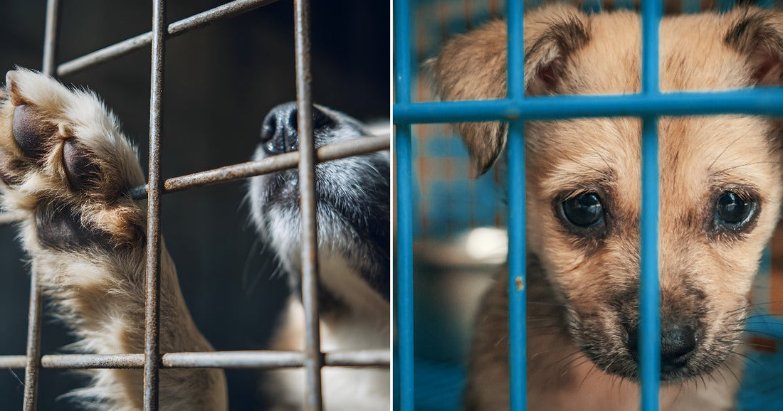 On the left, a dog presses its paw and nose through rusty cage bars; on the right, a puppy peers out from a blue shelter kennel.