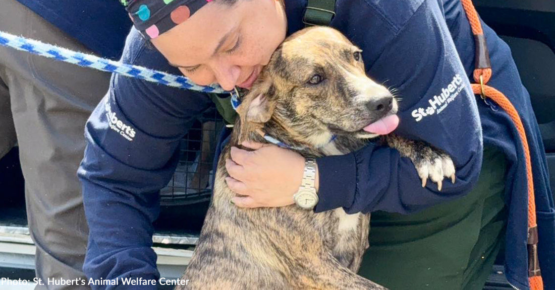 Over 70 Shelter Dogs Fly to Freedom in New Jersey on Mission: PAWssible Flight