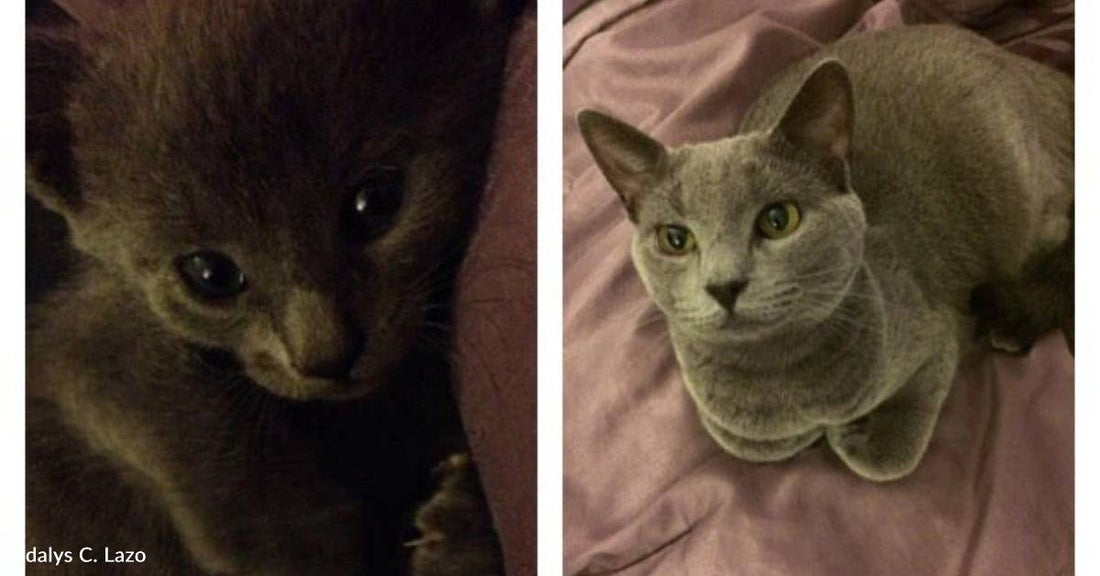 When Woman Walks Past Mulch Bags at Walmart, They Start Meowing