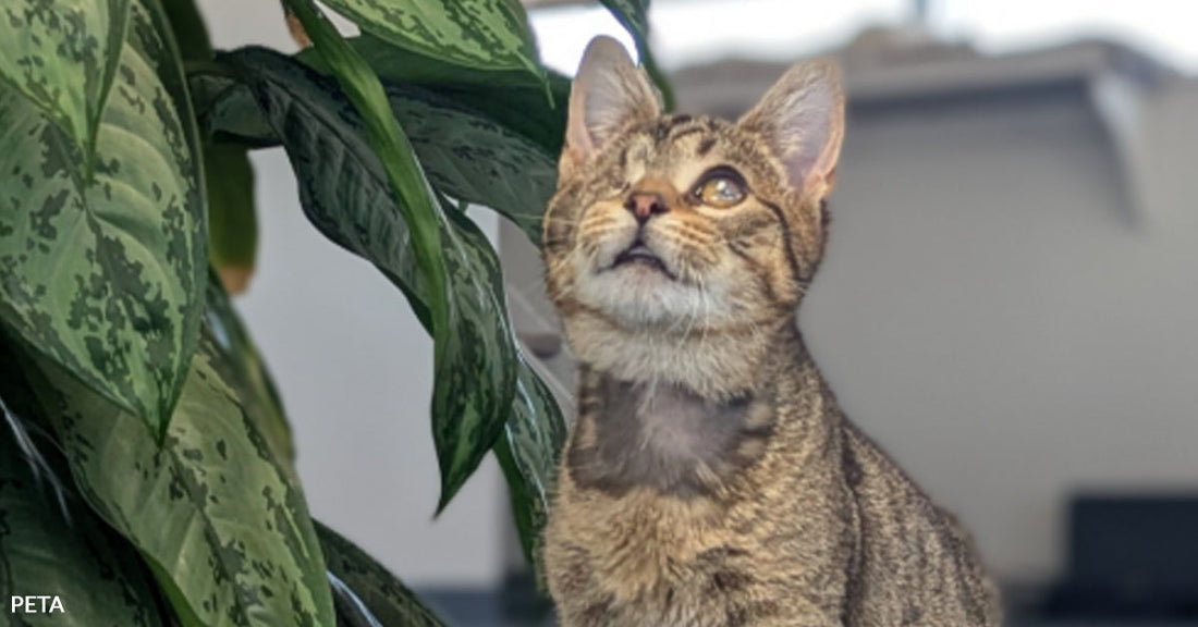 Young tabby cat with one cloudy eye standing on carpet beside a leafy houseplant, looking upward.