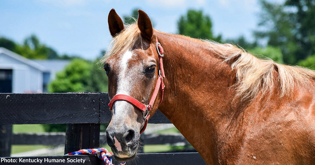 Neglected Horse Seized from "Unsafe Conditions" Finally Gets Care He Needs