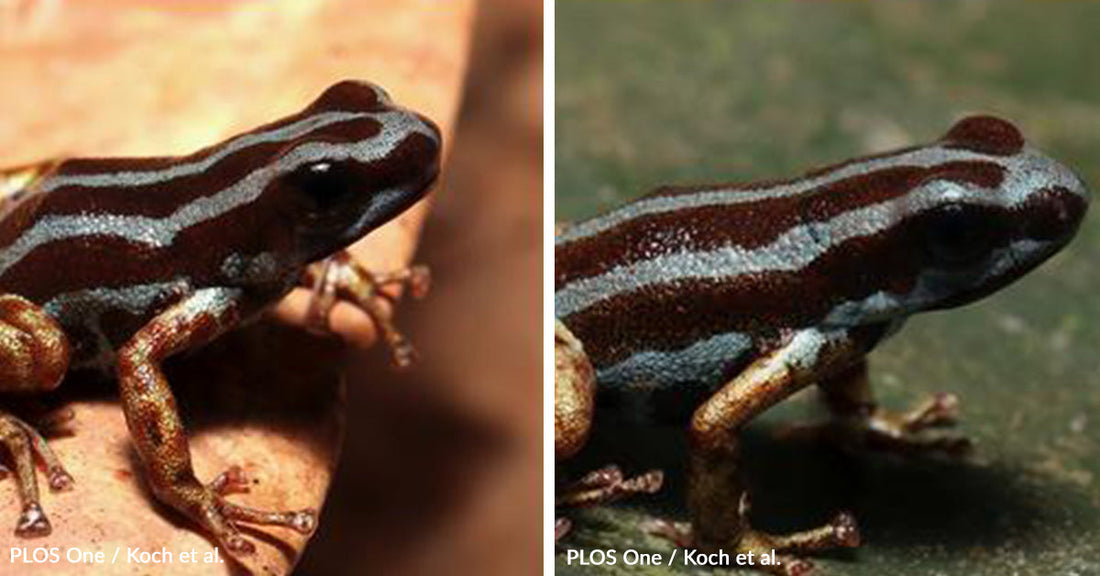 Tiny New Frogs Discovered Just as Their Habitat Begins to Vanish