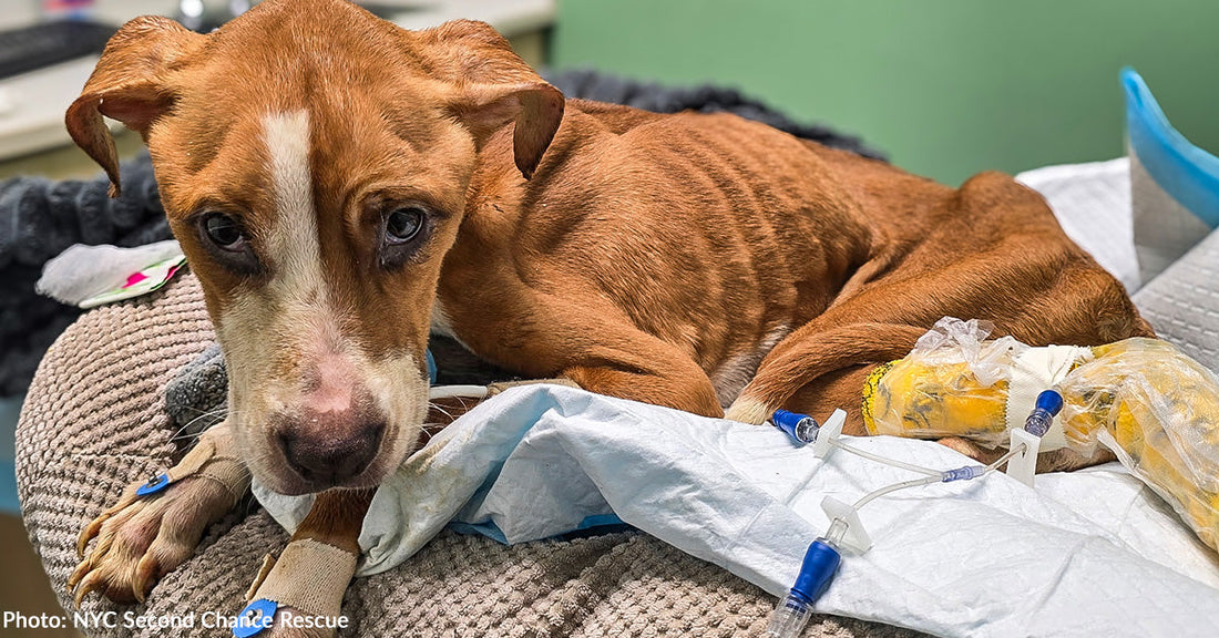 Overcrowded Animal Shelters Are in Dire Need of Pet Food