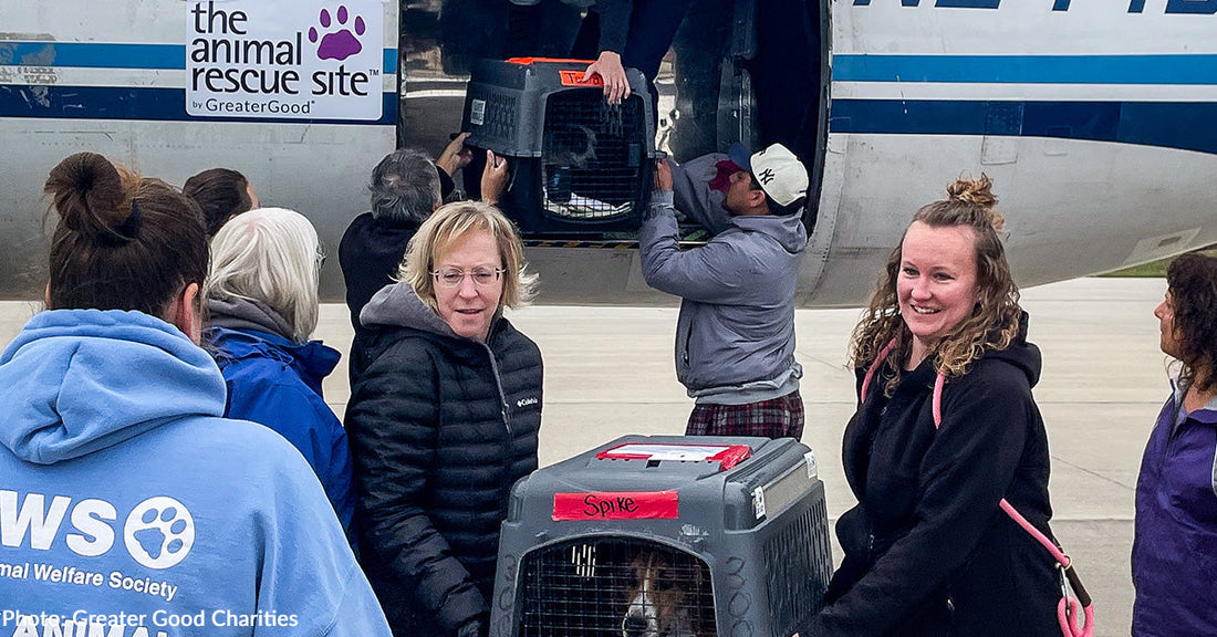 Animal rescue volunteers unload pets from an airplane at an airport.